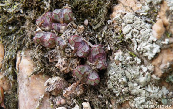 Conophytum luckhoffii | PlantZAfrica